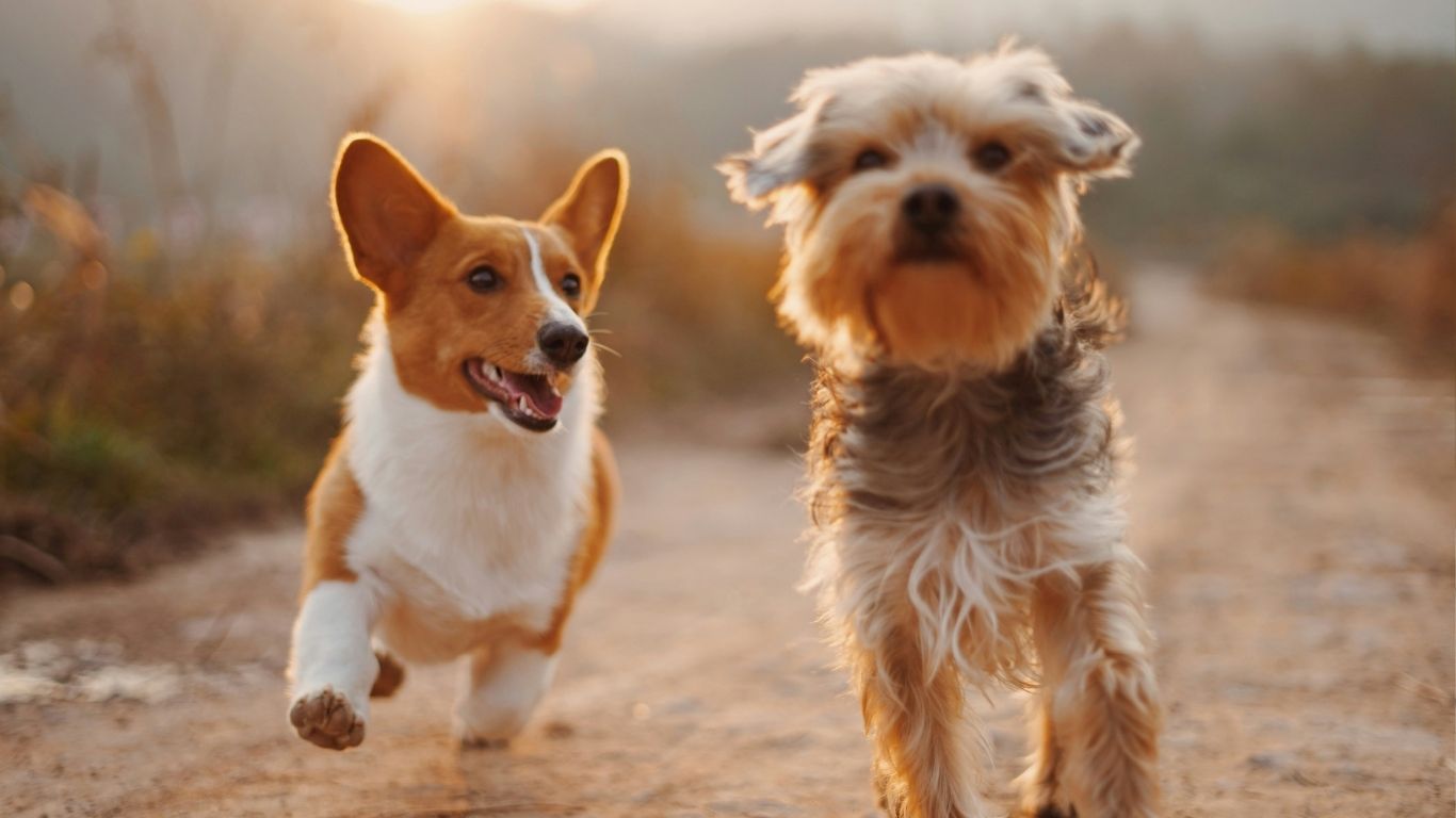 blije kleine honden