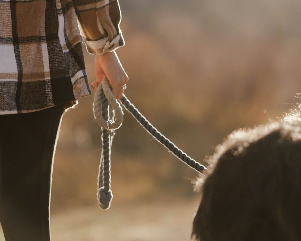 honden training