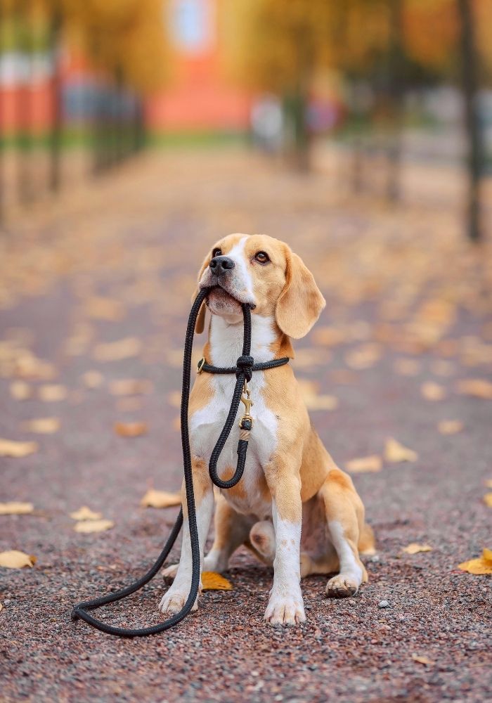 Hond aan lijn zonder trekken