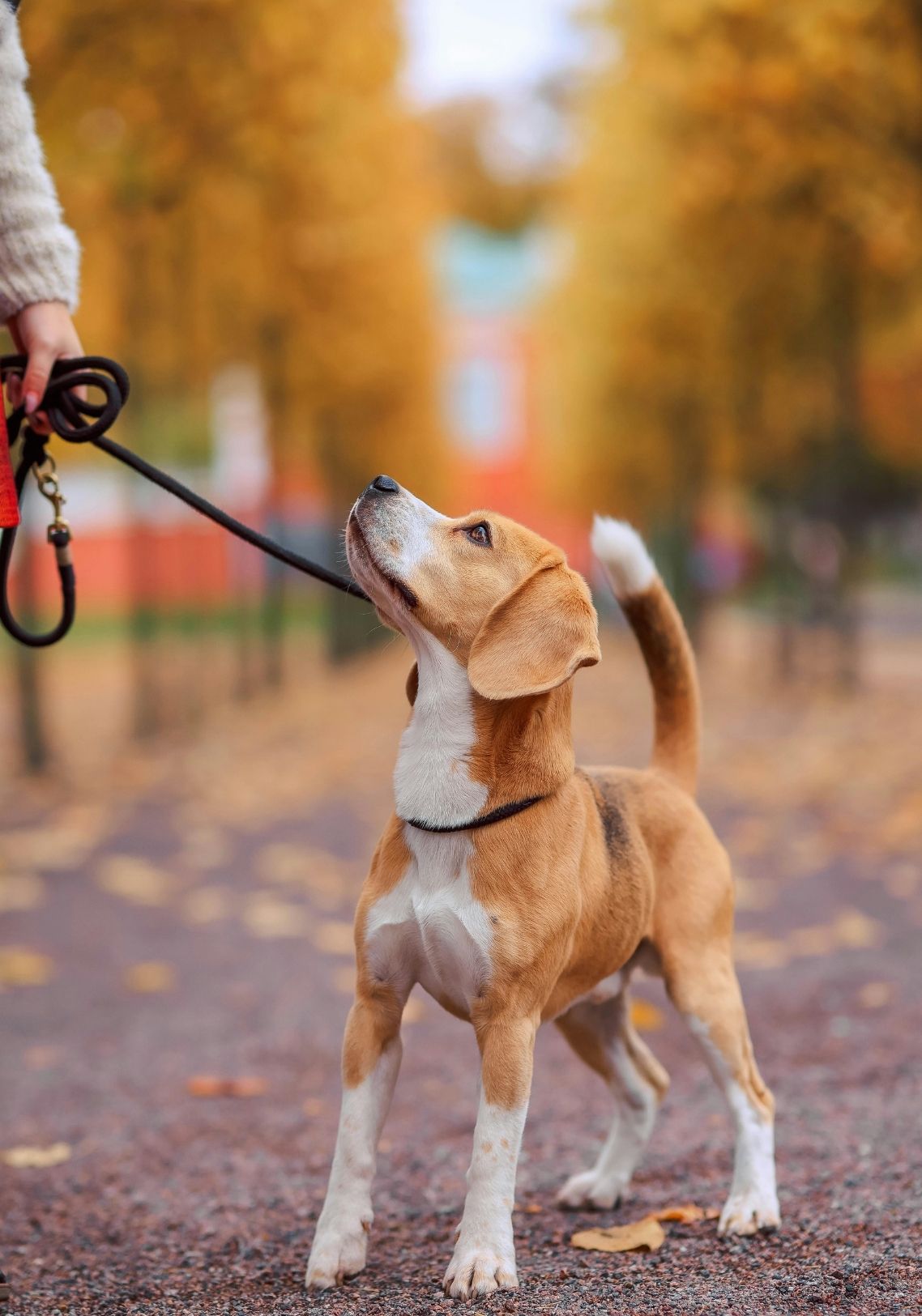 Stressvrij wandelen met je hond