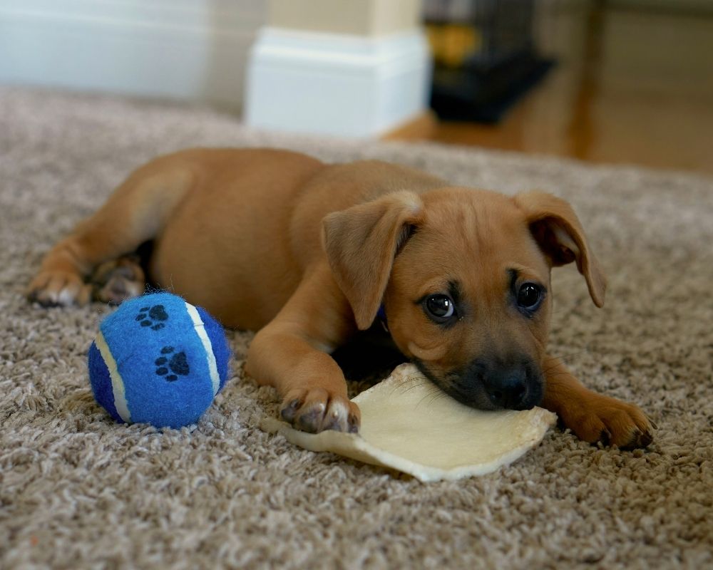 puppyconsult