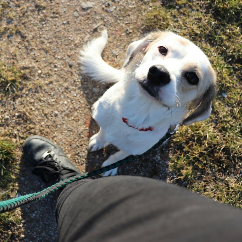 hond aan lijn