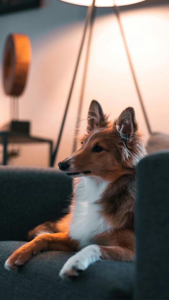 hond alert op bank