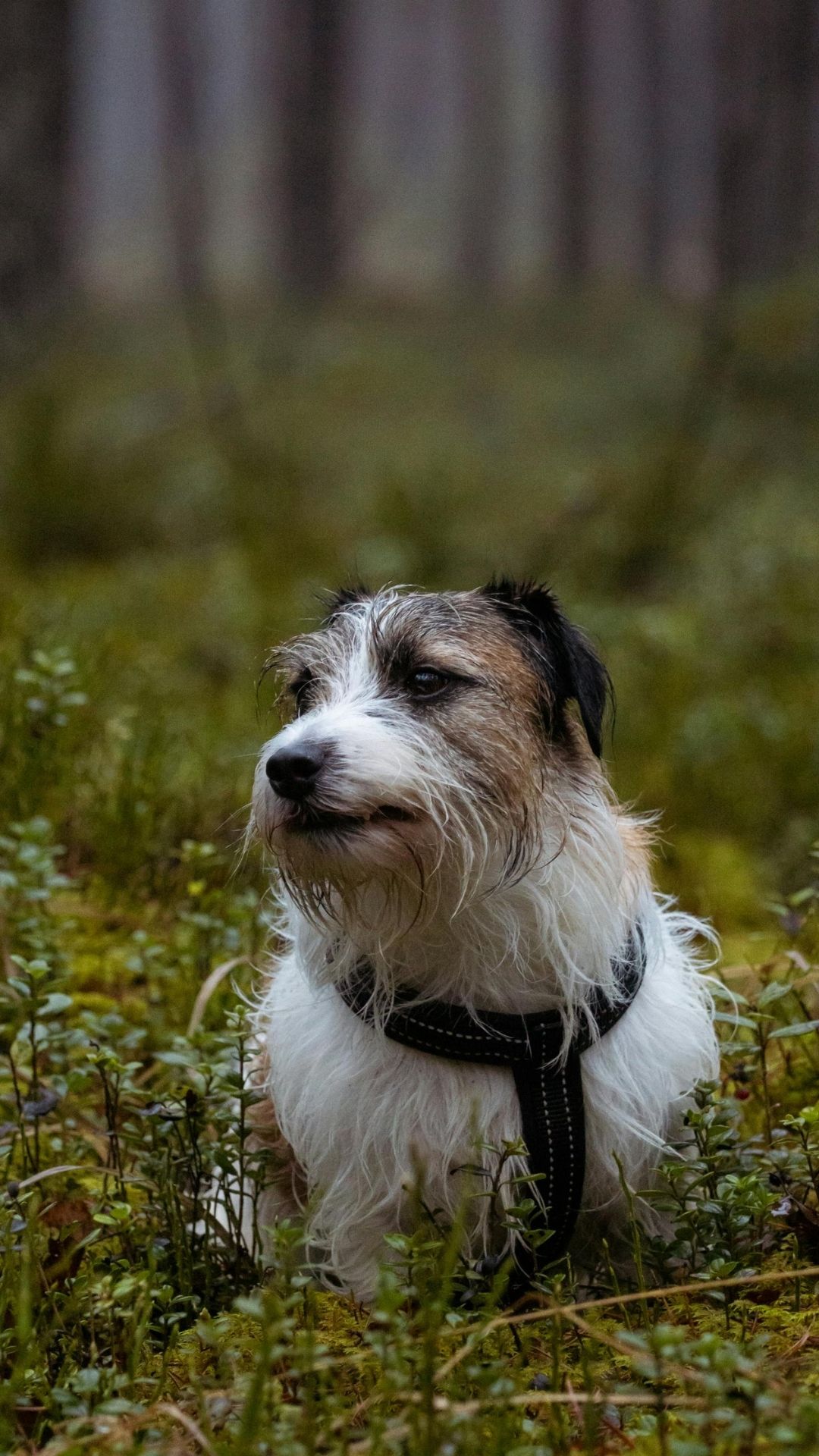 hond in bos