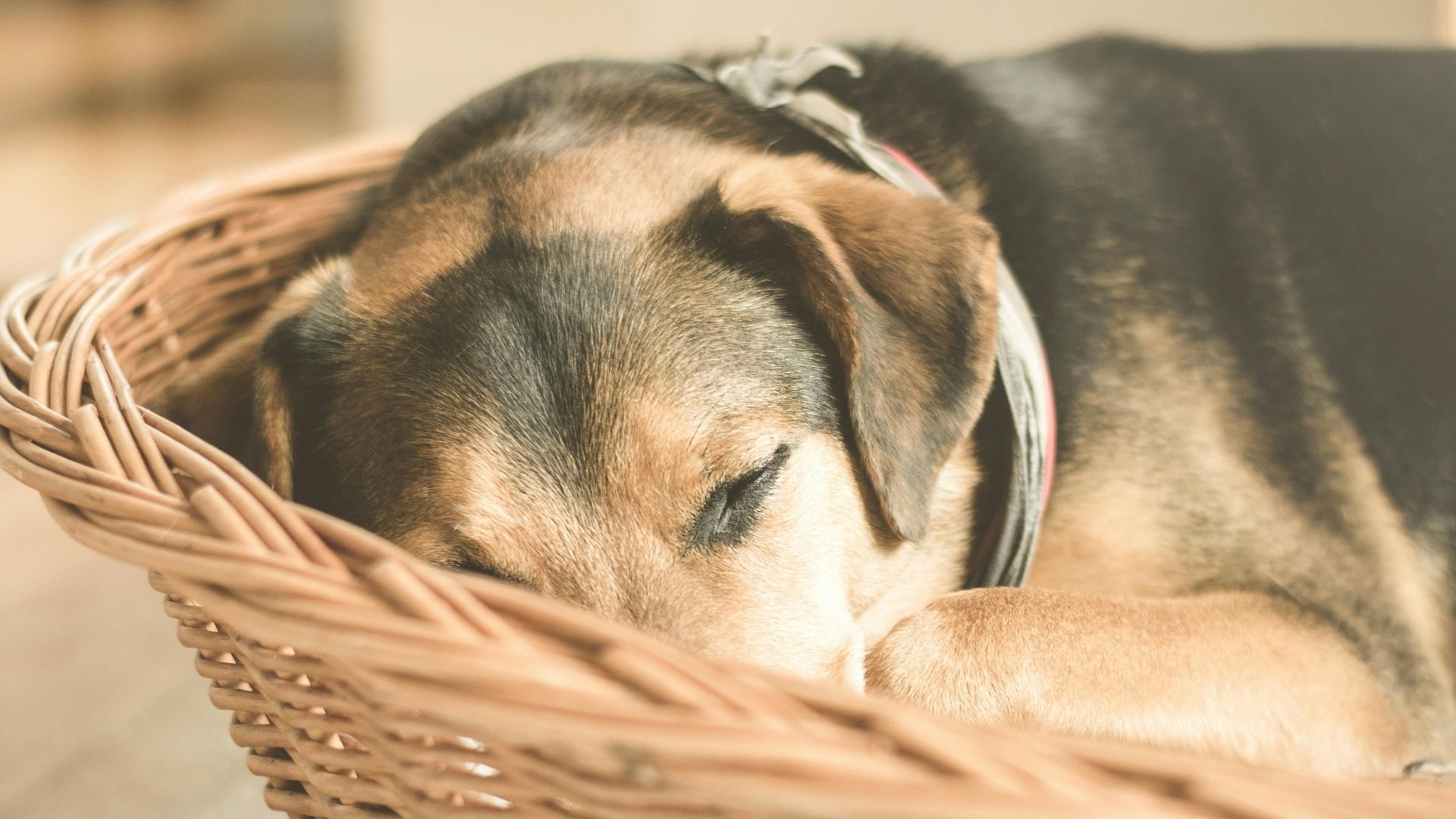hond rustig in mand