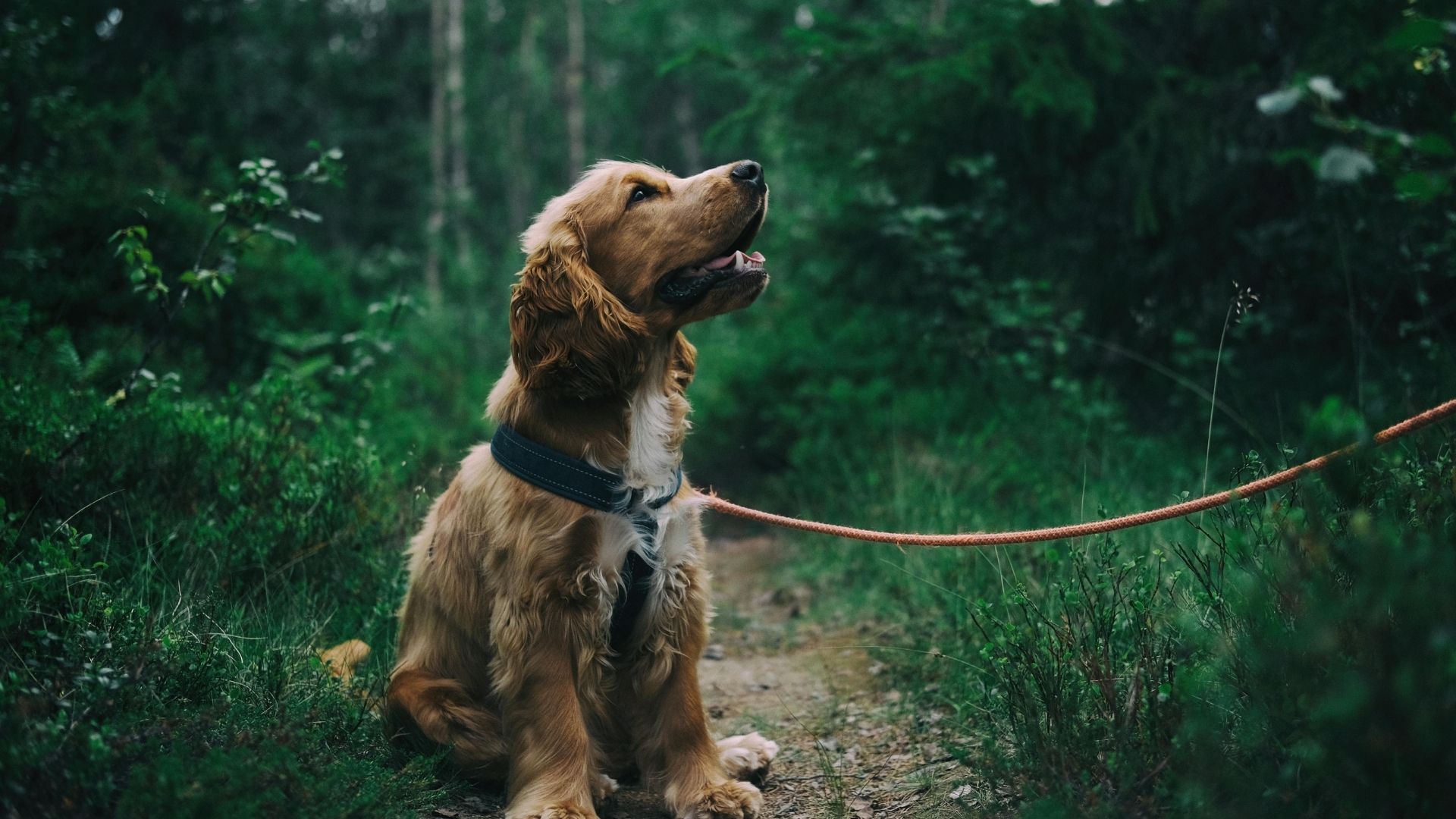 sociale wandeling bos winterswijk