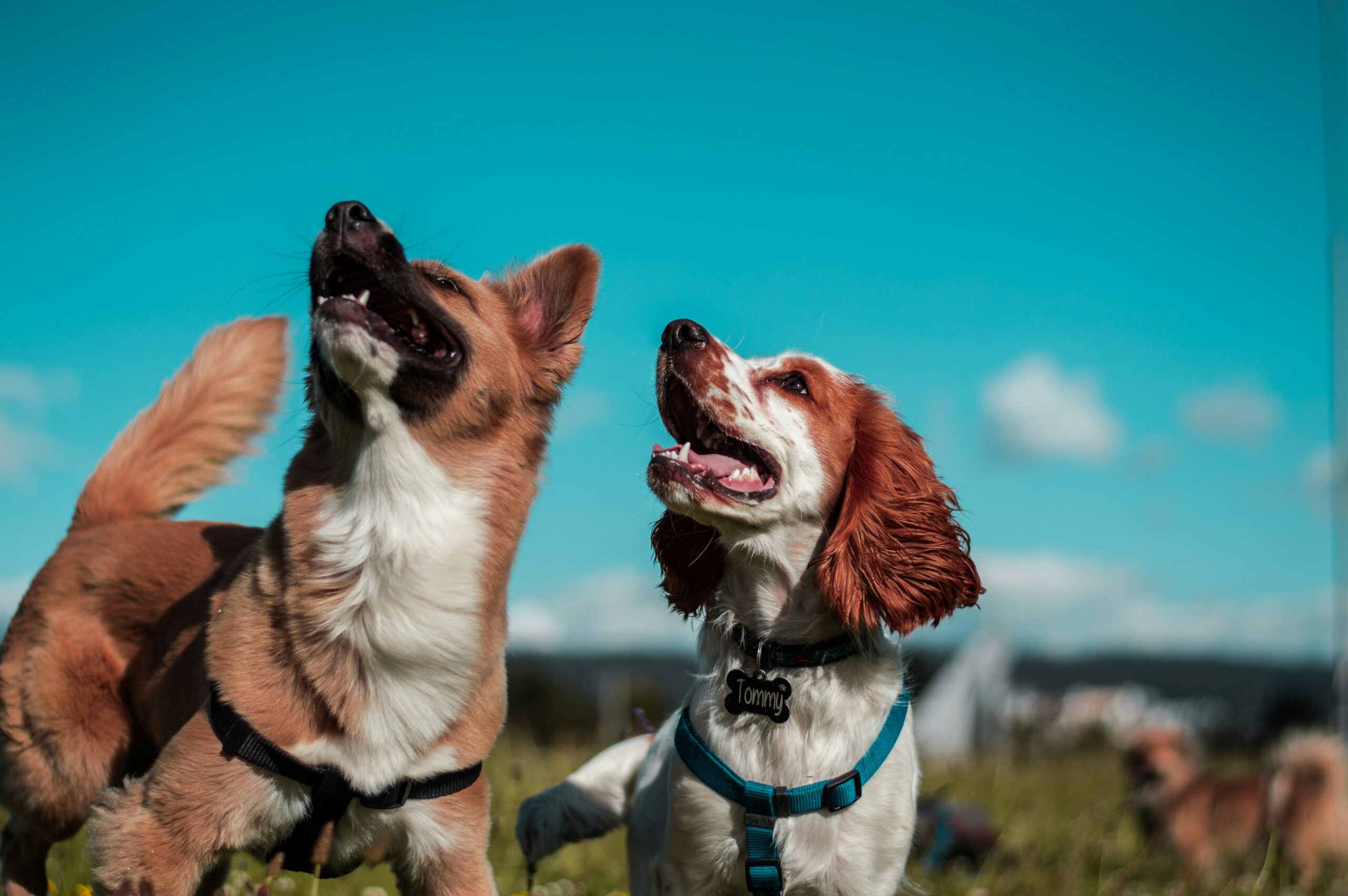 2 honden met tuig