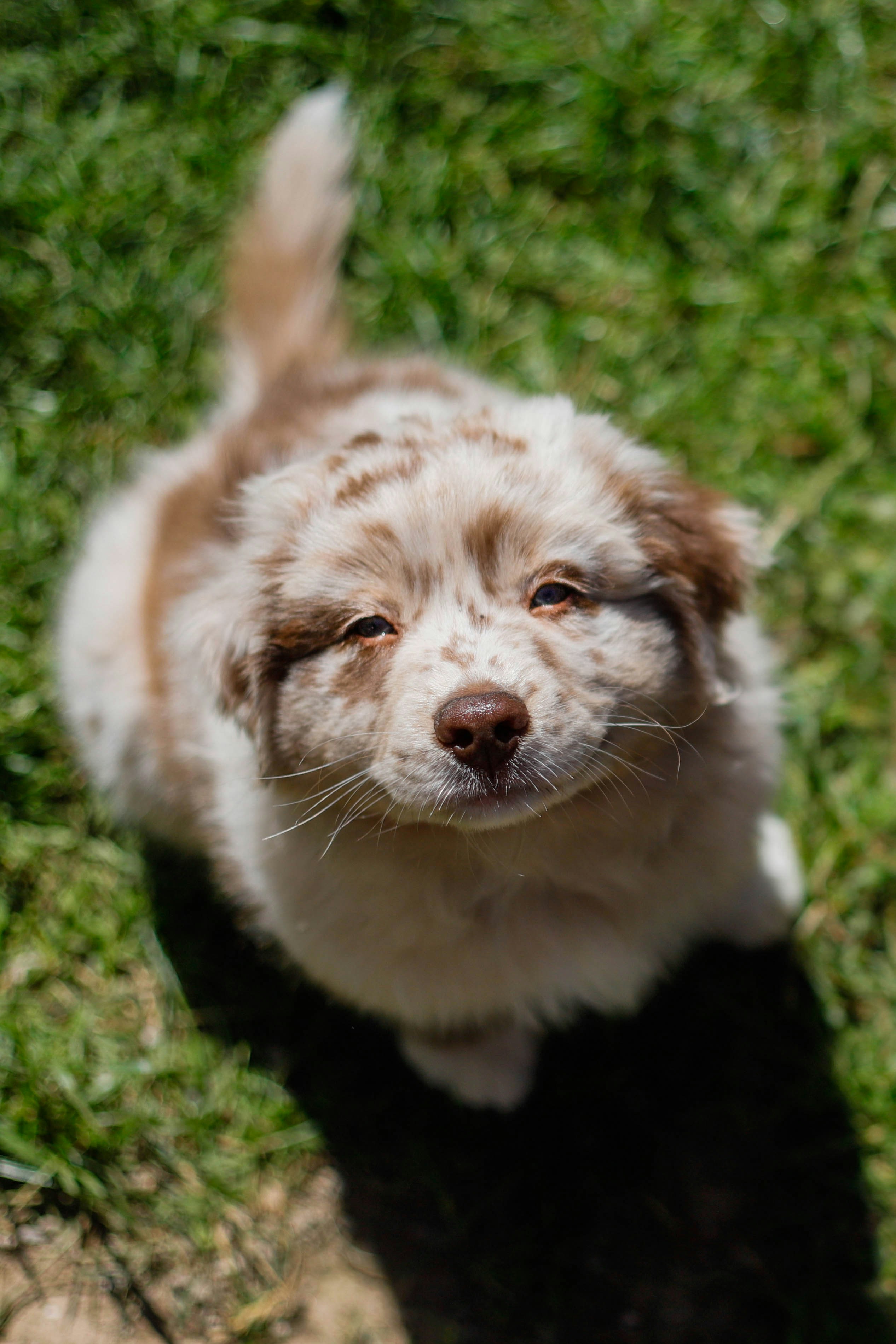 blije puppy