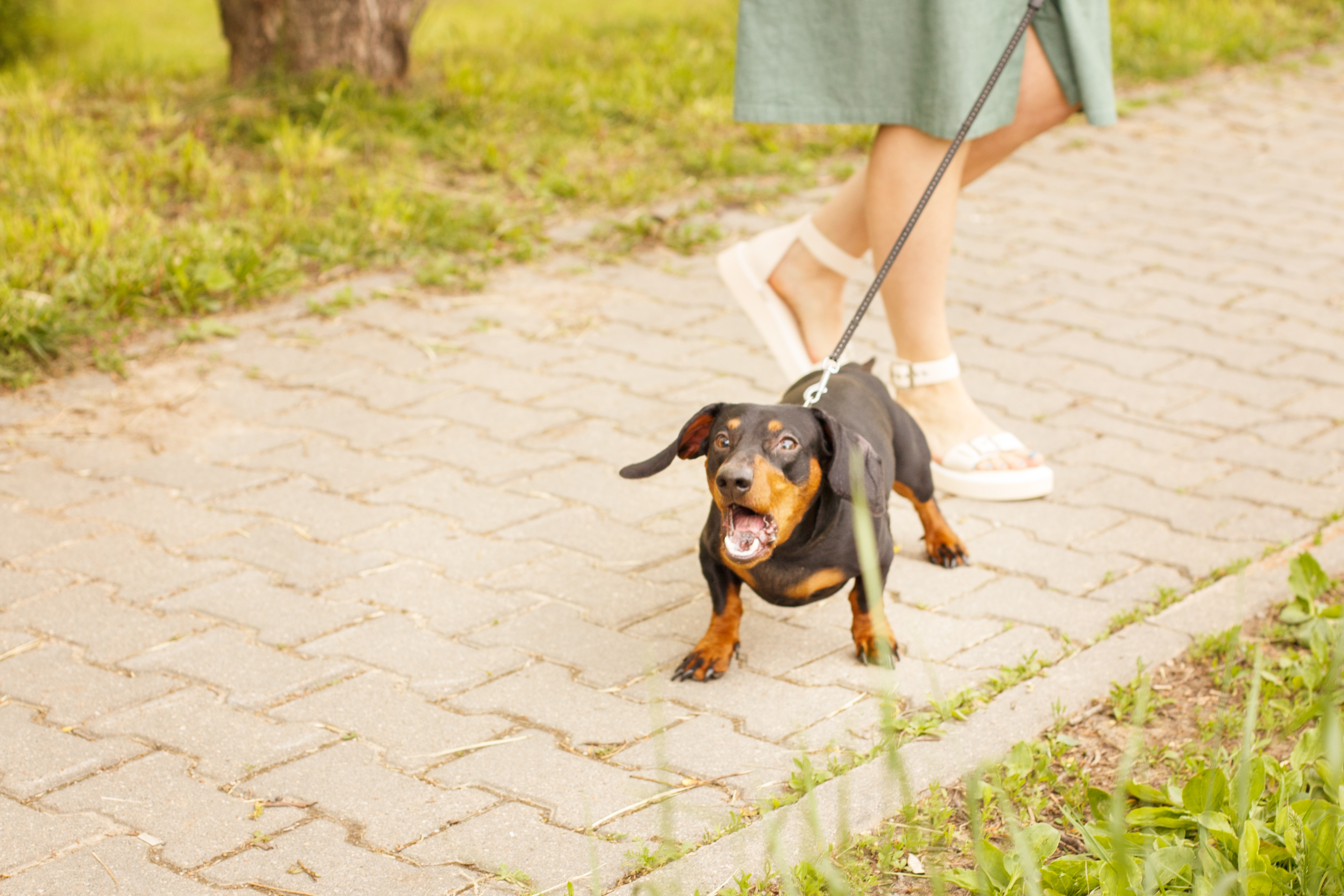 Hond valt uit aan lijn