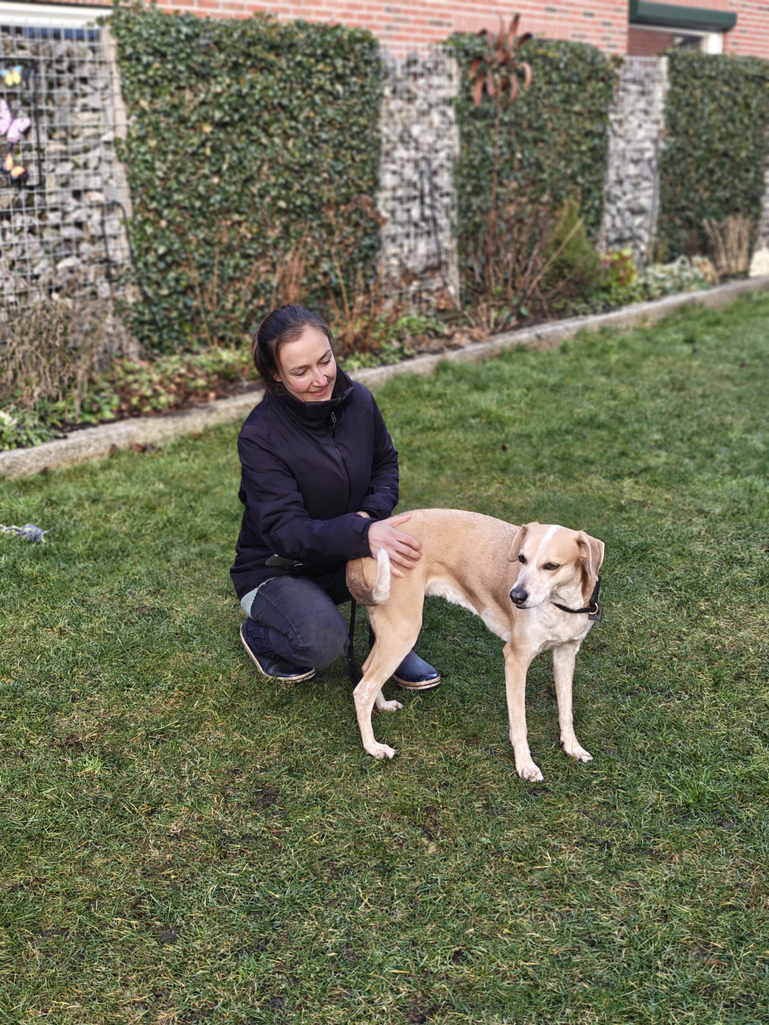 Gedrag hond