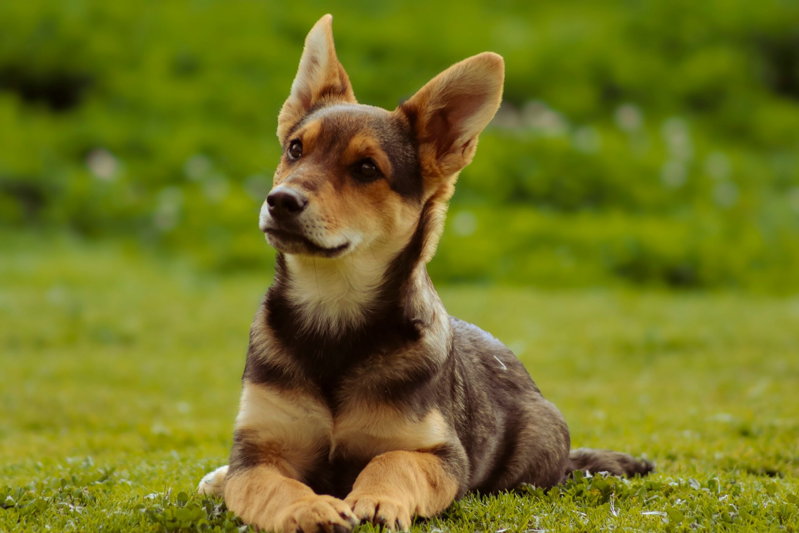 puppy gedrag