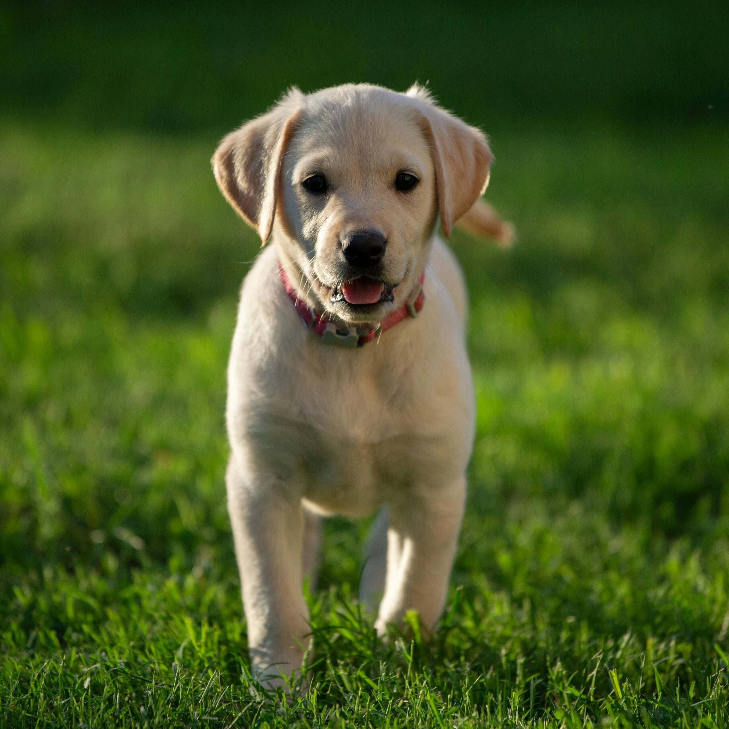 puppy opvoeden